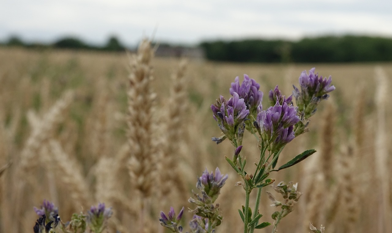 field  grain  lucerne free photo