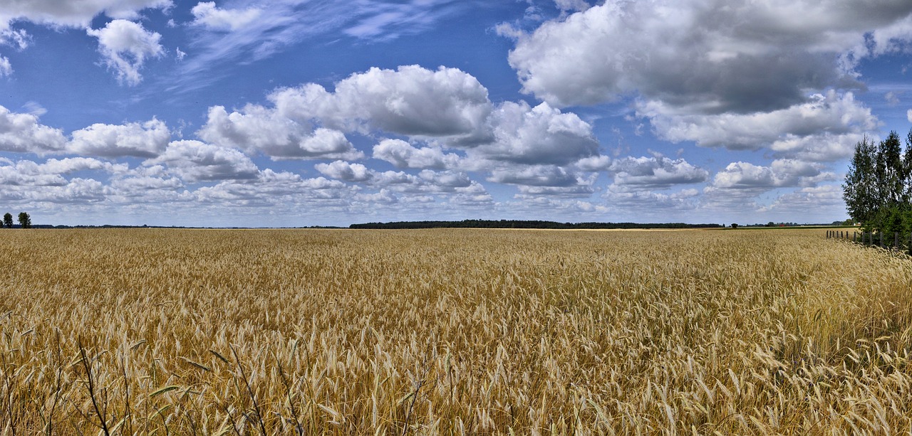 field  corn  agriculture free photo