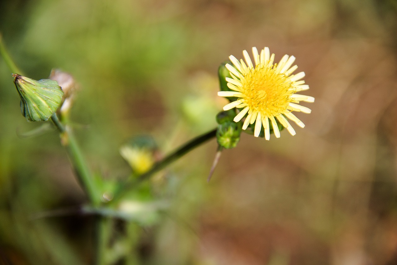 field  flower  bloom free photo