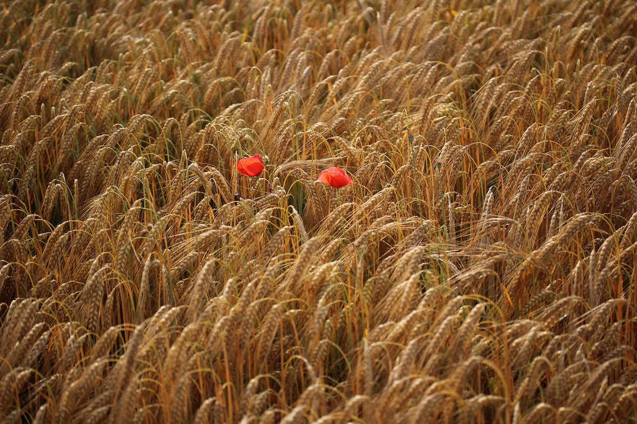 field  summer  poppy free photo