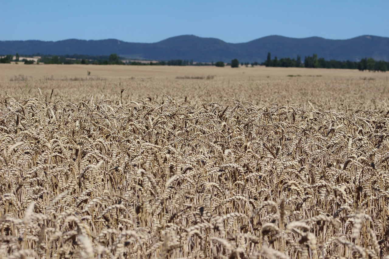 field  rye  country free photo