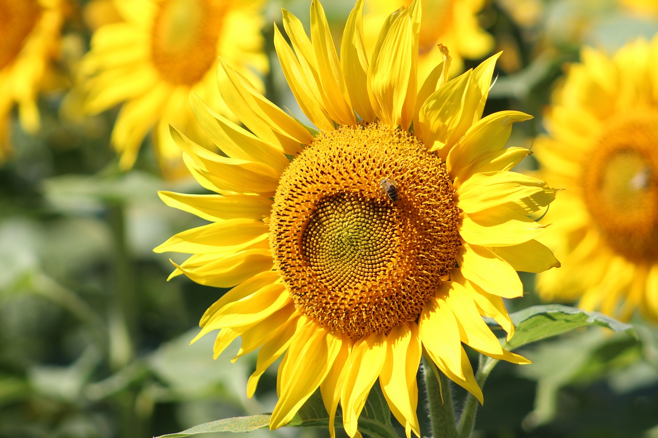 field  sunflower  flower free photo