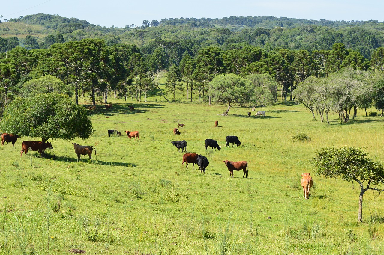 field animal green free photo