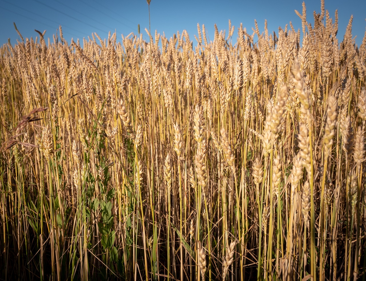field  wheat  summer free photo