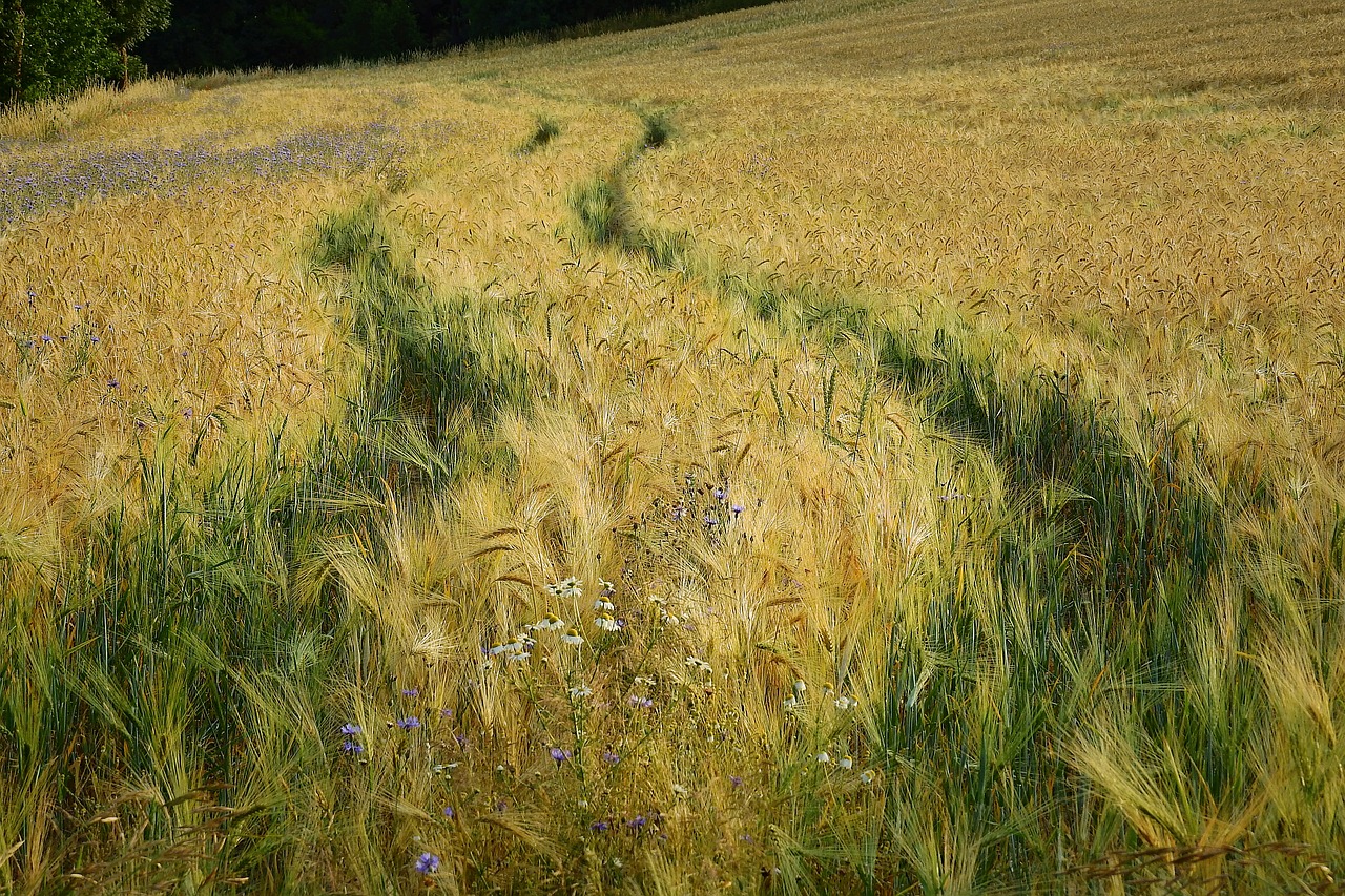 field  harvest  agriculture free photo