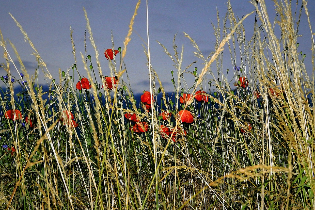 field  poppies  landscape free photo