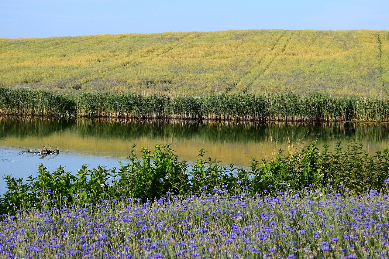 field  meadow  lake free photo