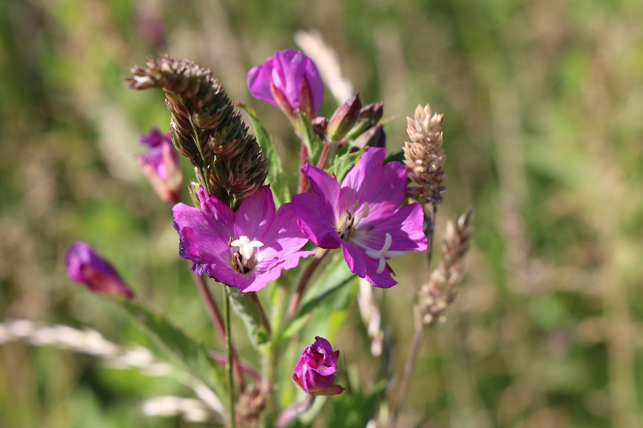 field  flower  color free photo