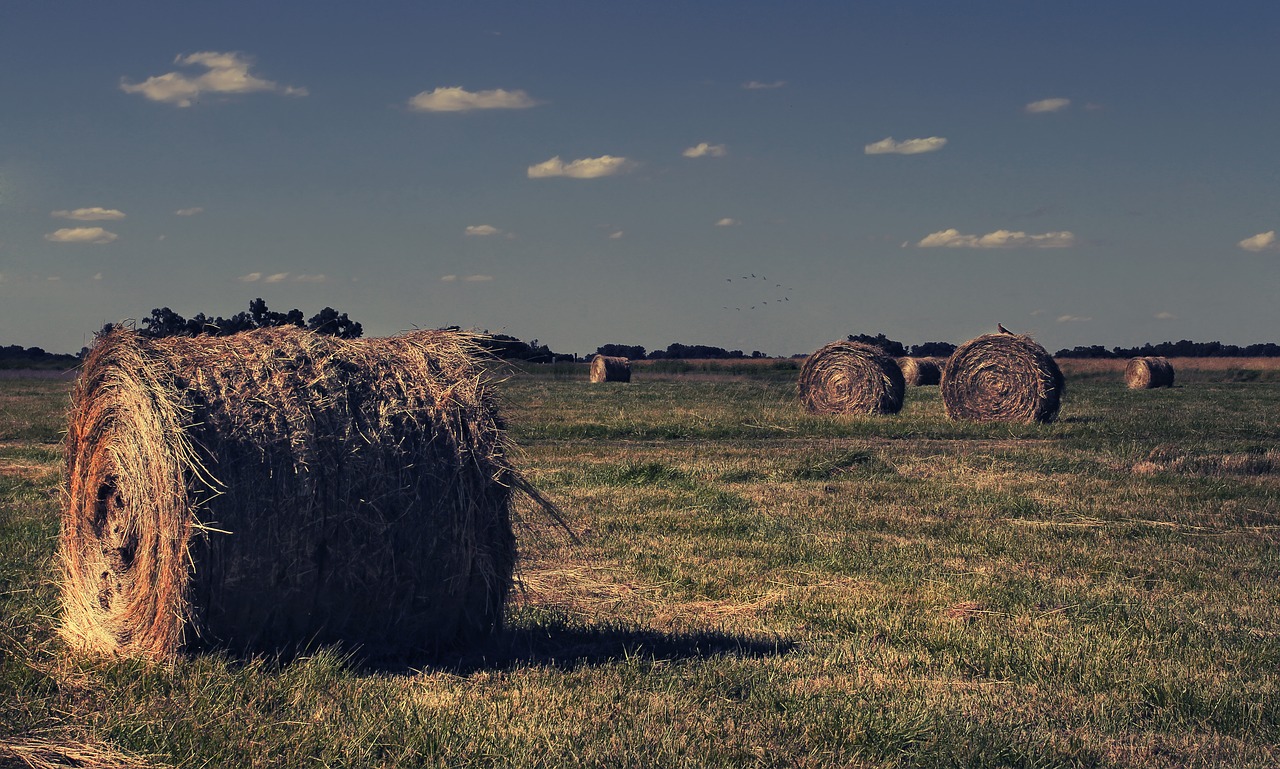 field  bale  straw free photo