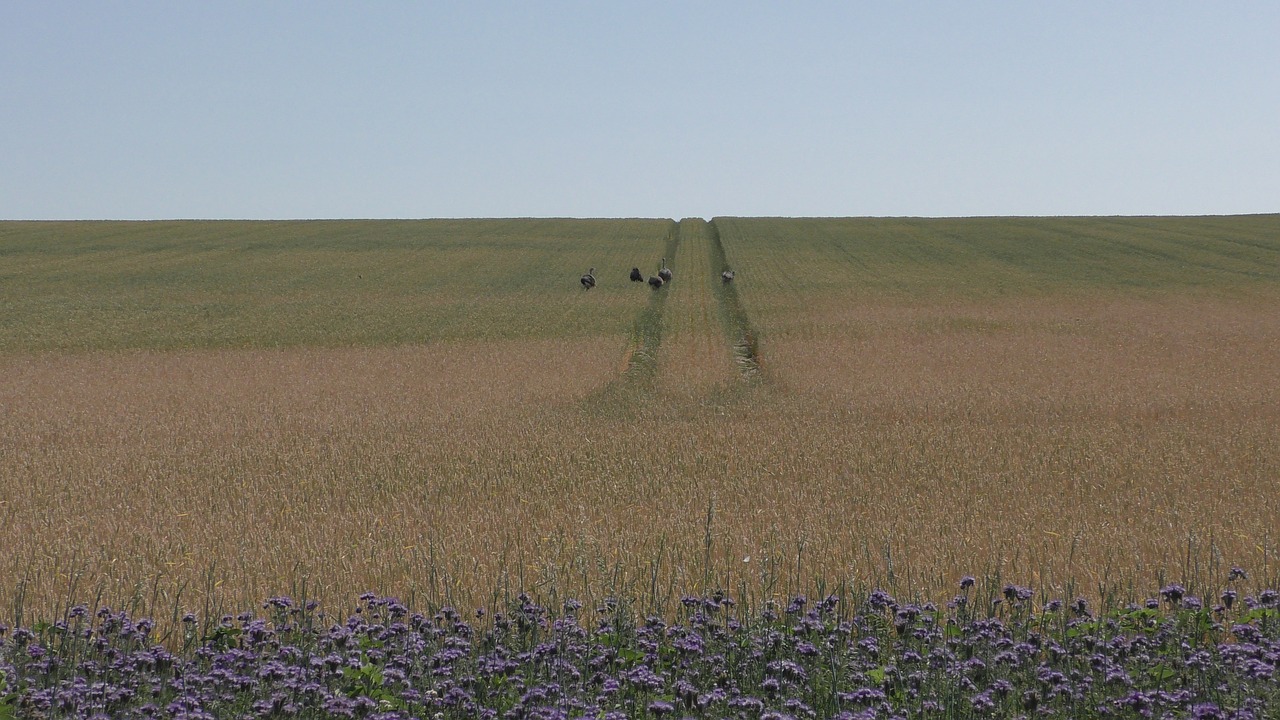 field  cornfield  agriculture free photo