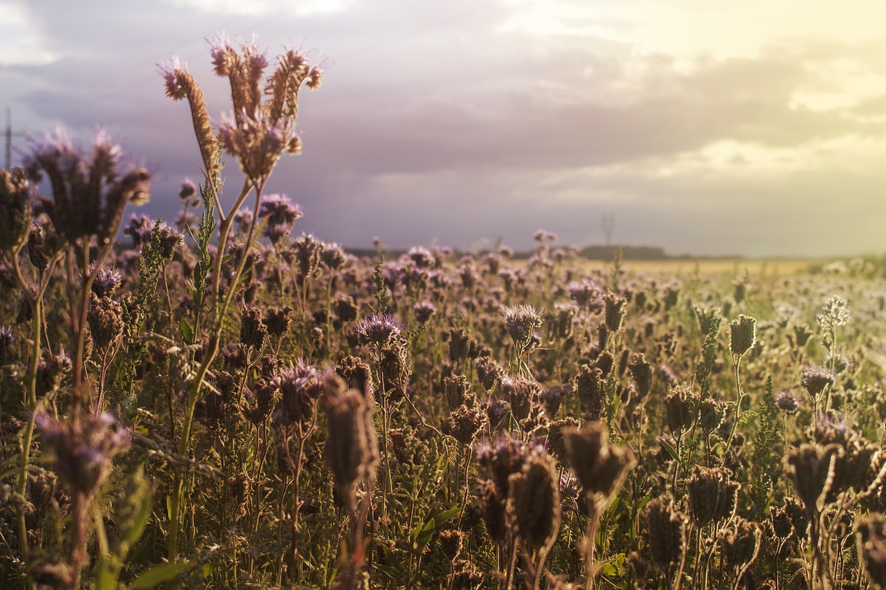 field  sunset  landscape free photo