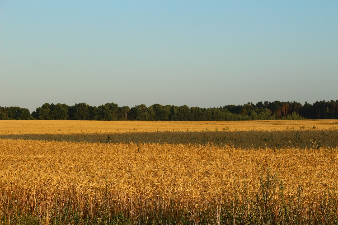 field  cereals  landscape free photo