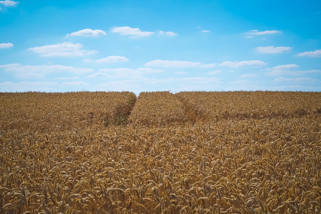 field  wheat  summer free photo