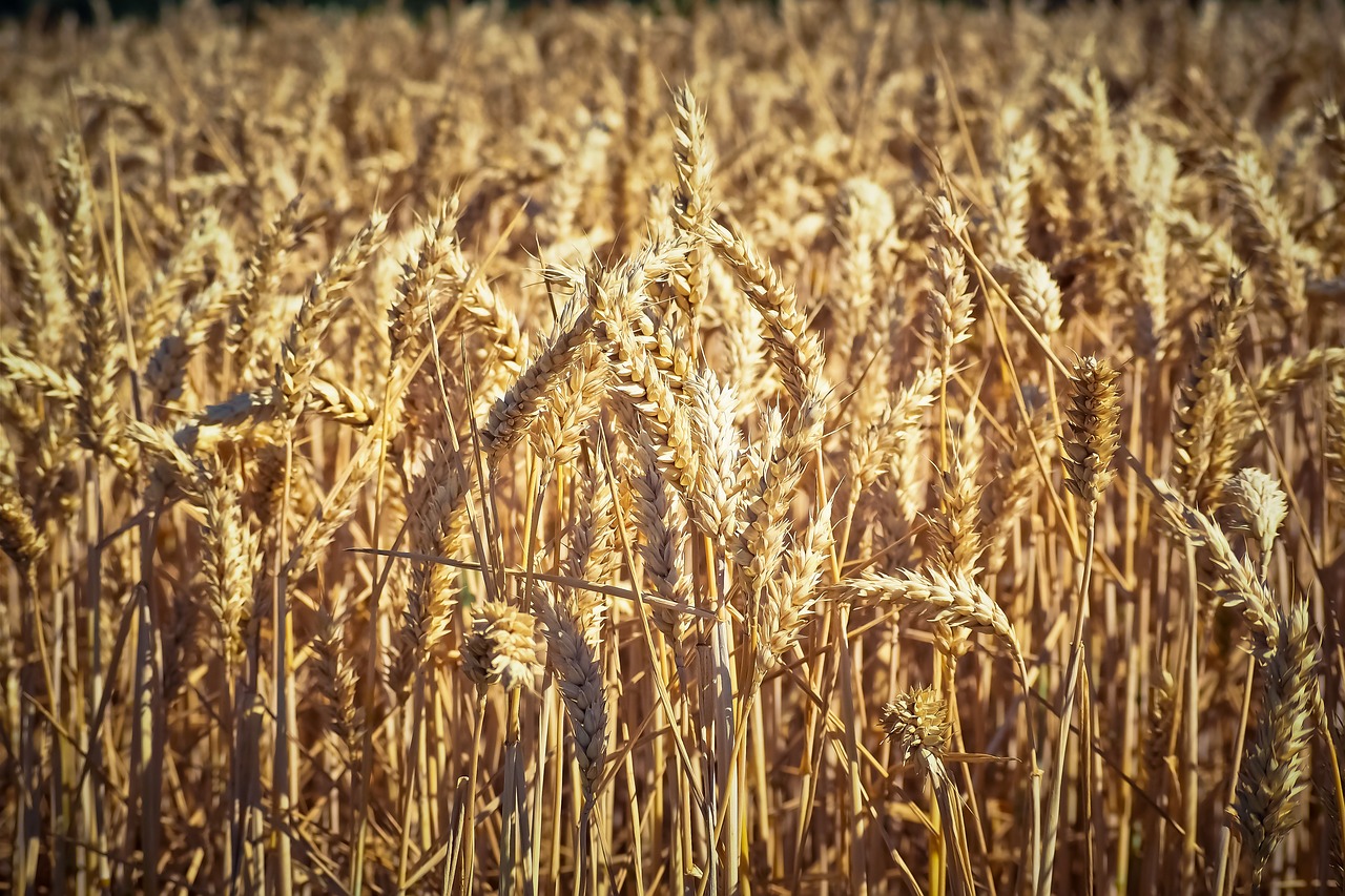 field  wheat  summer free photo