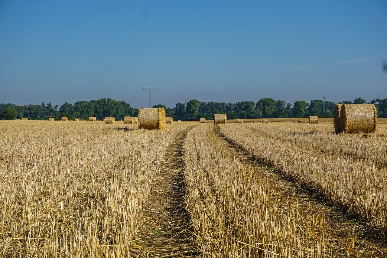 field  harvest  straw bales free photo
