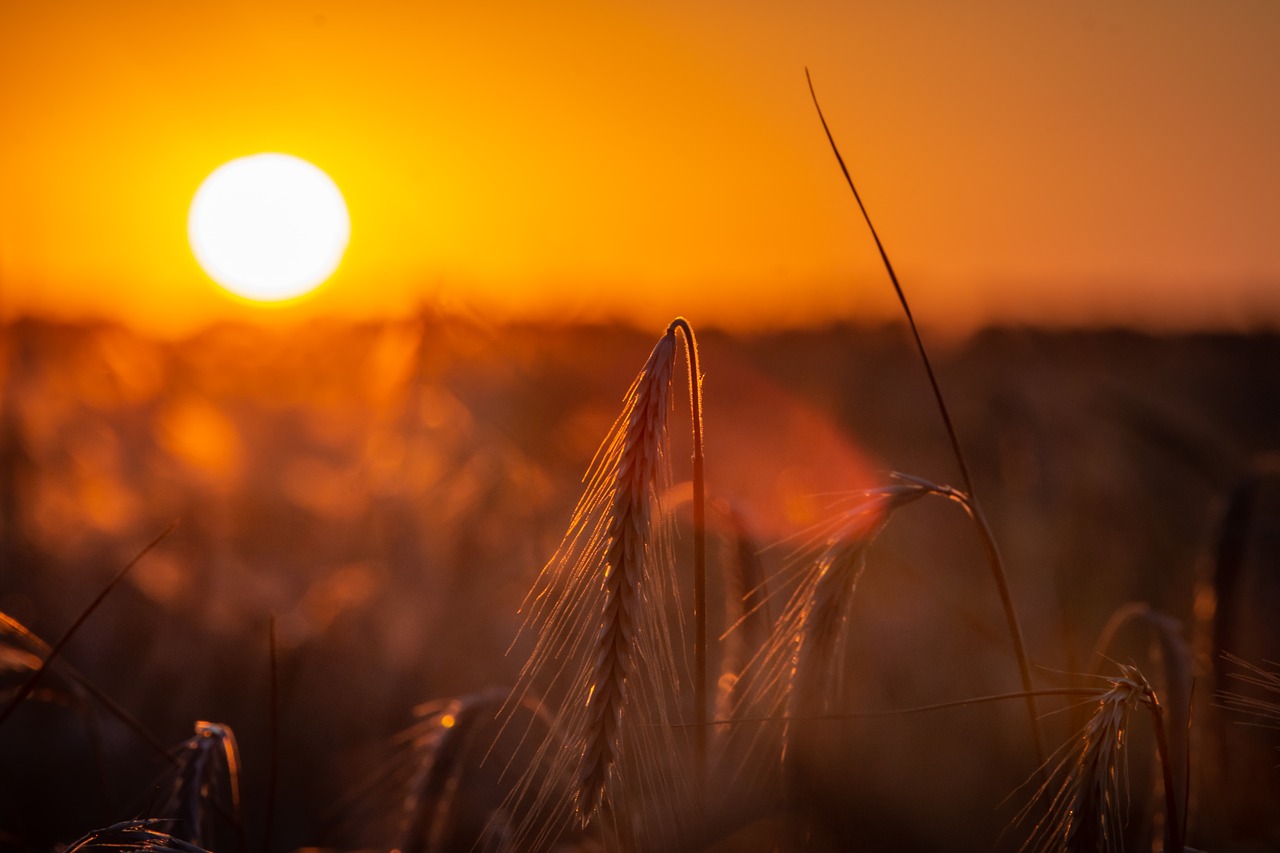 field  sunset  cereals free photo