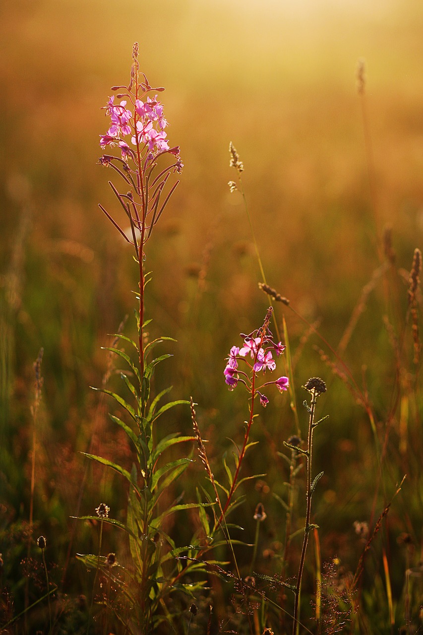 field  summer  meadow free photo