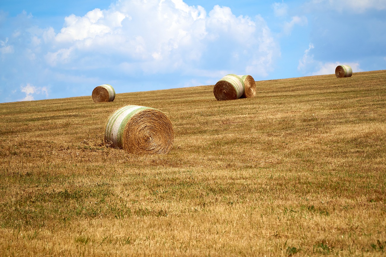 field  harvest  straw free photo