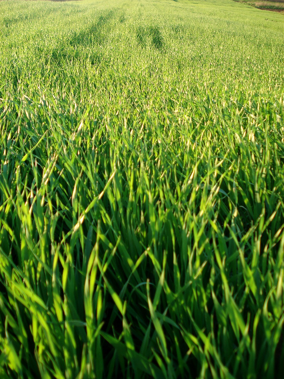 field grass wheat free photo