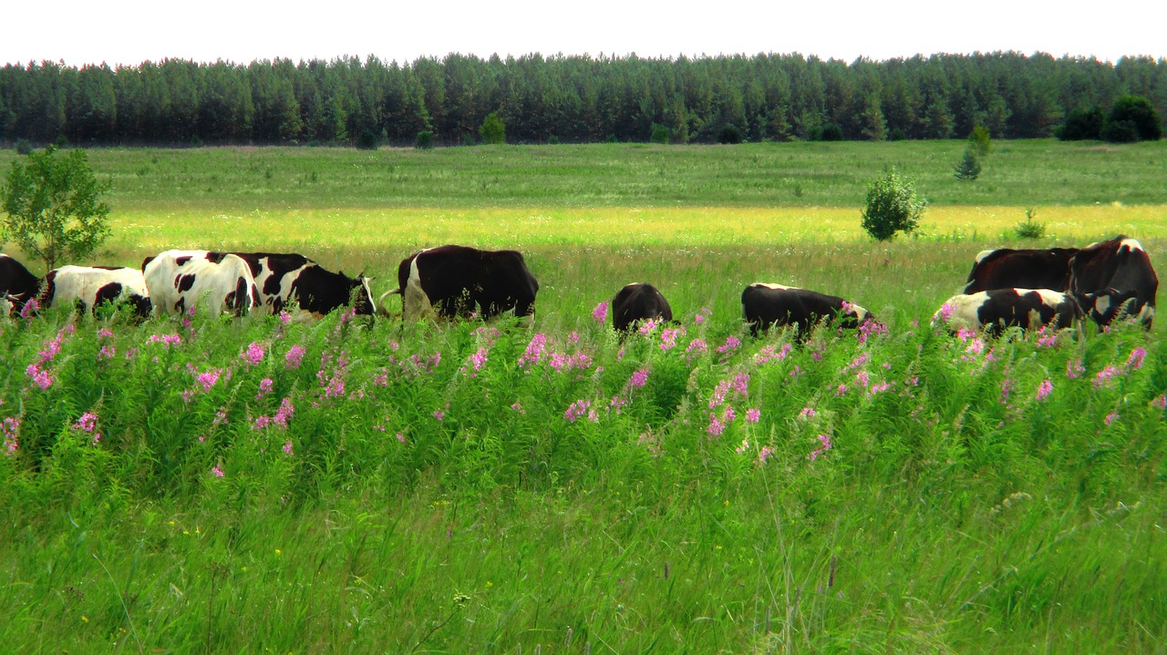 field  meadow  cow free photo