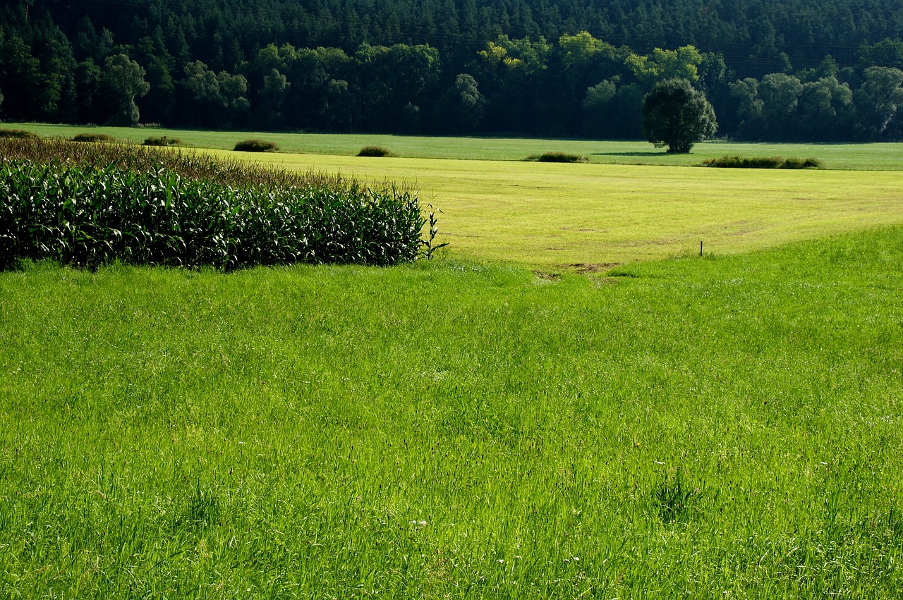 field  nature  pasture free photo