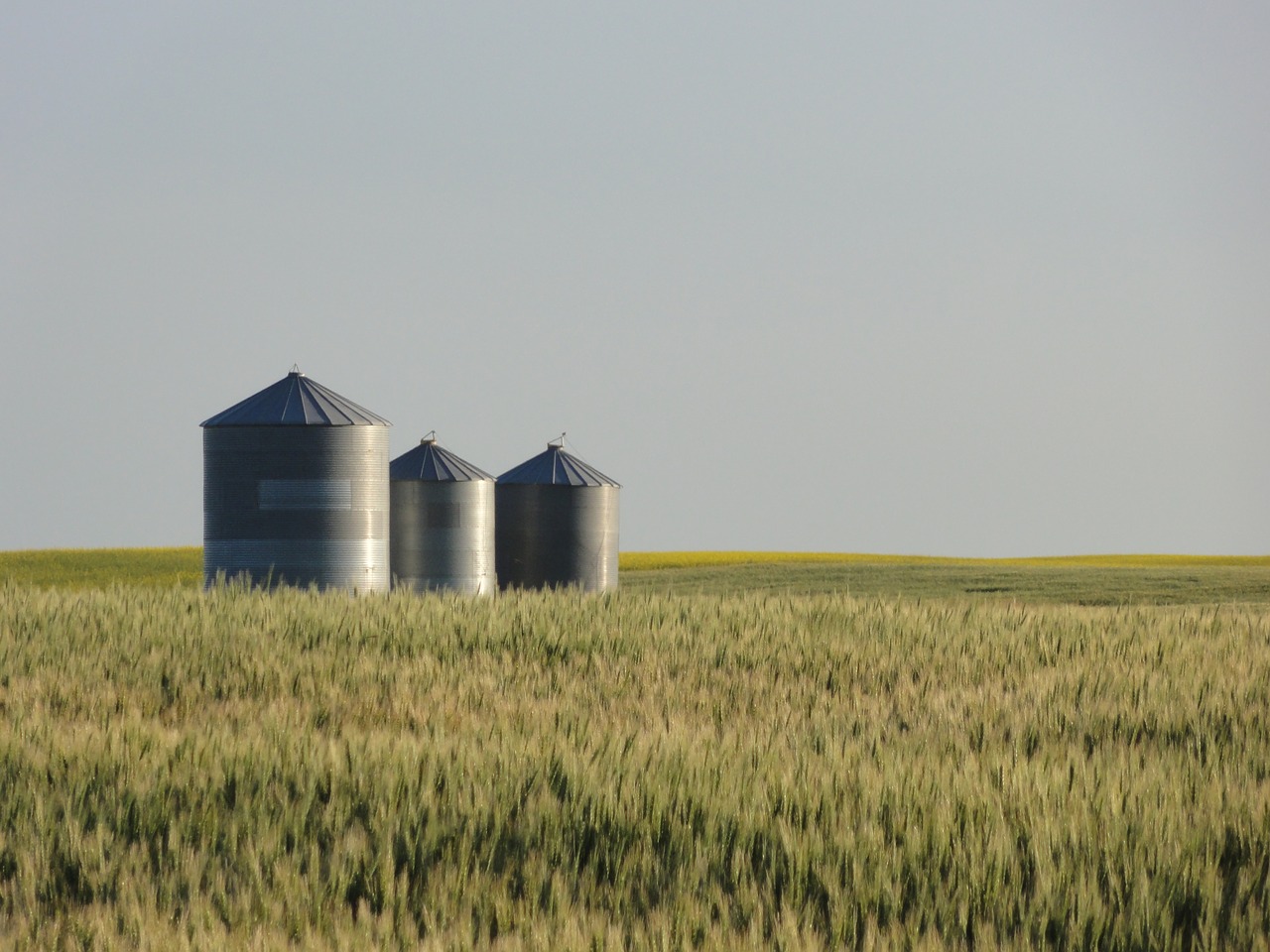 field  grain  wheat free photo