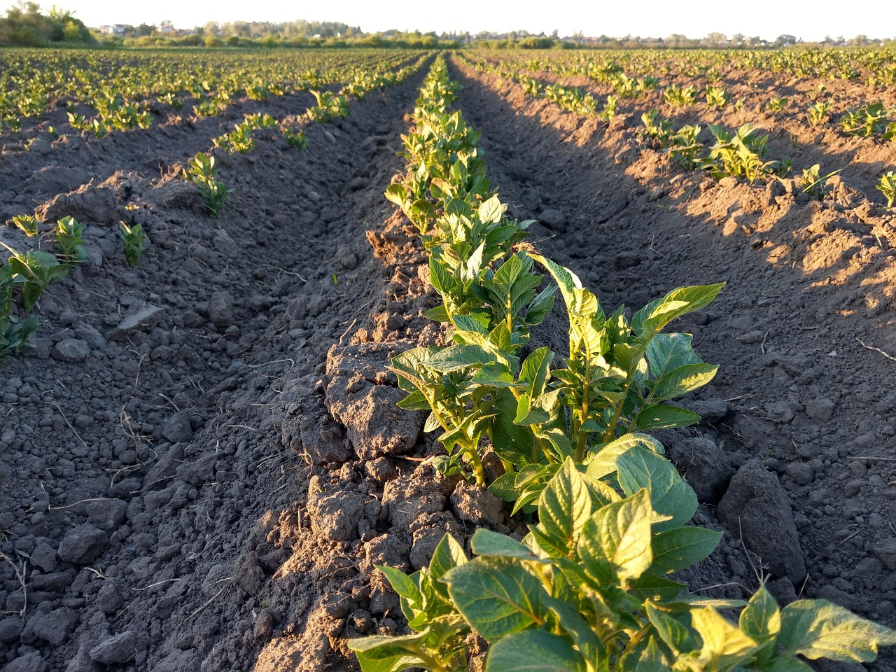 field  potatoes  land free photo