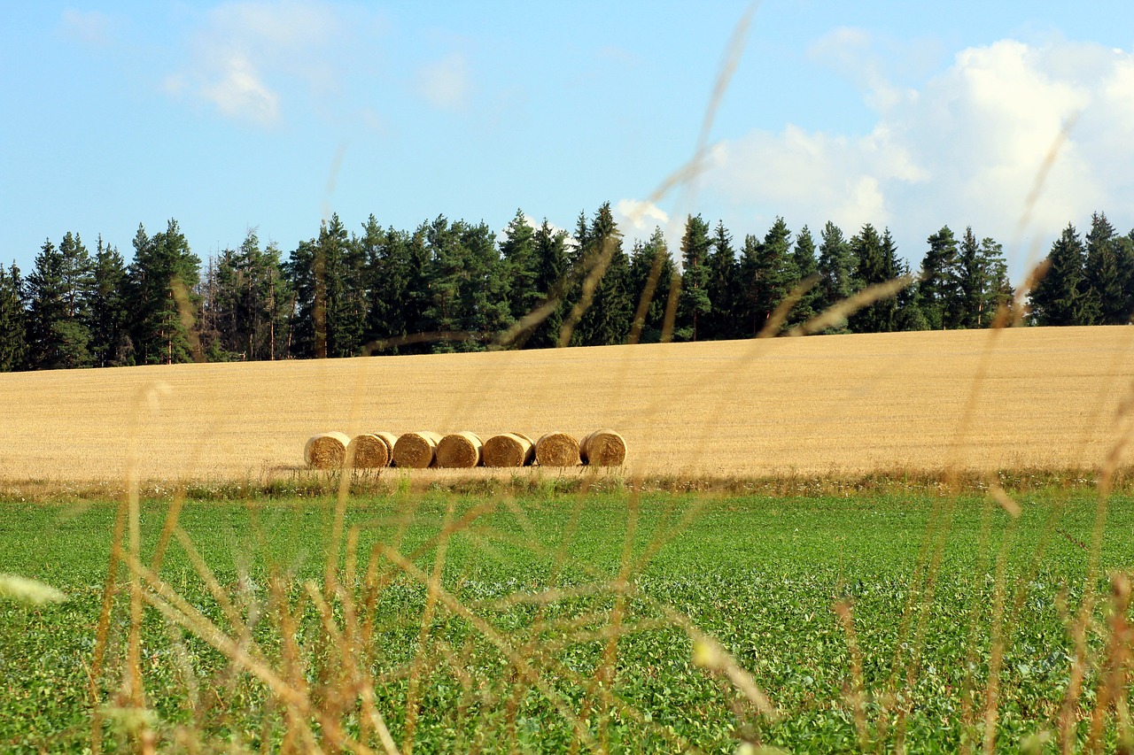 field  landscape  panorama free photo