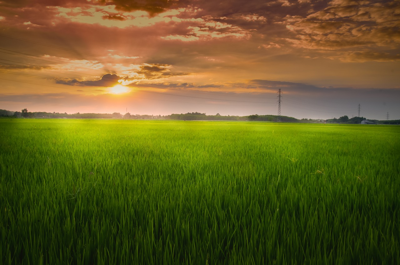 field  sunset  sky free photo