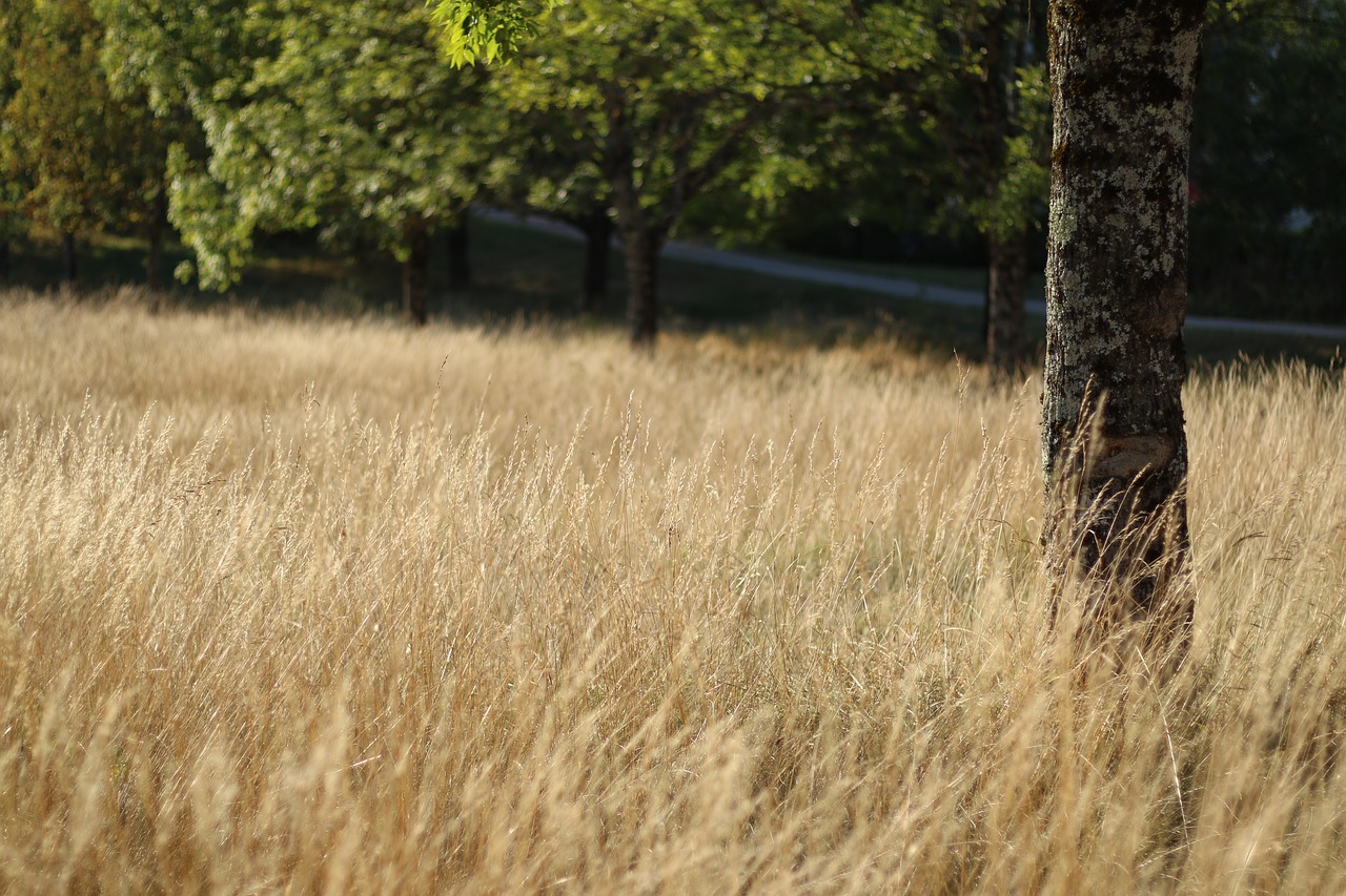 field  summer  nature free photo