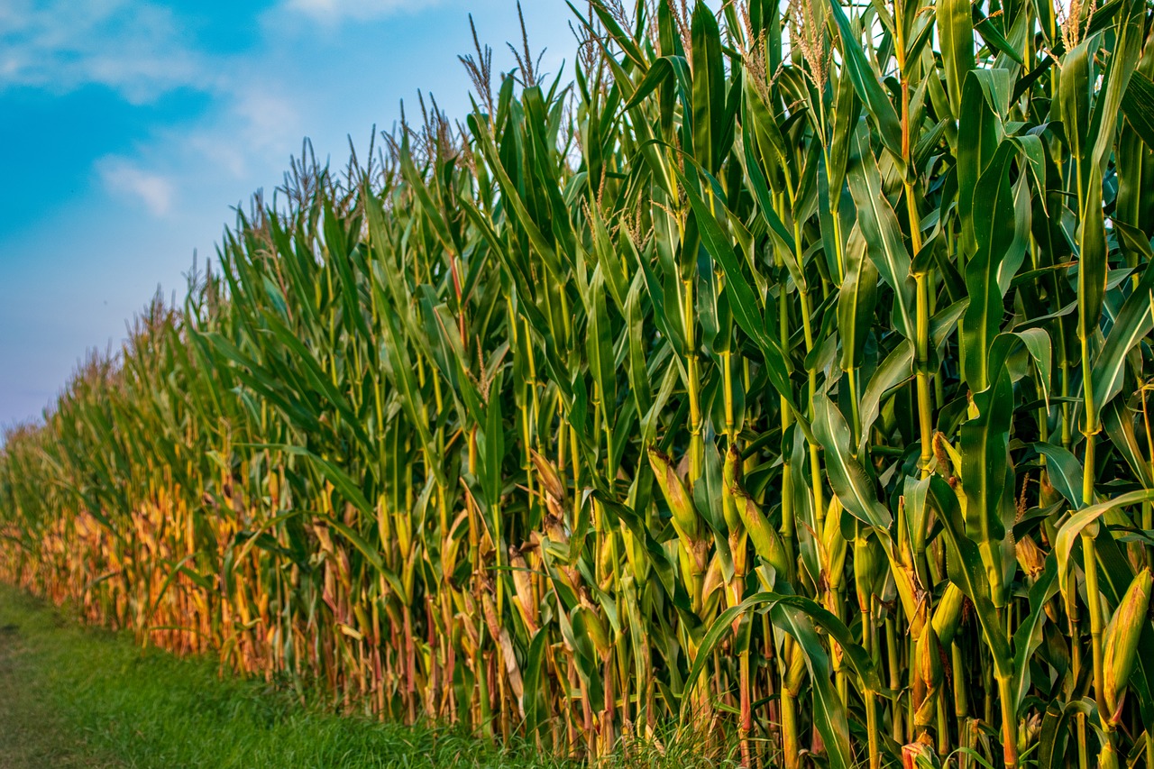 field  corn  agriculture free photo