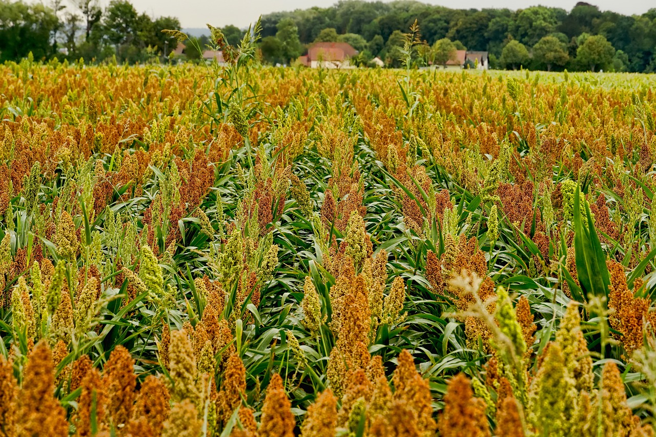 field  crop  sorghum free photo