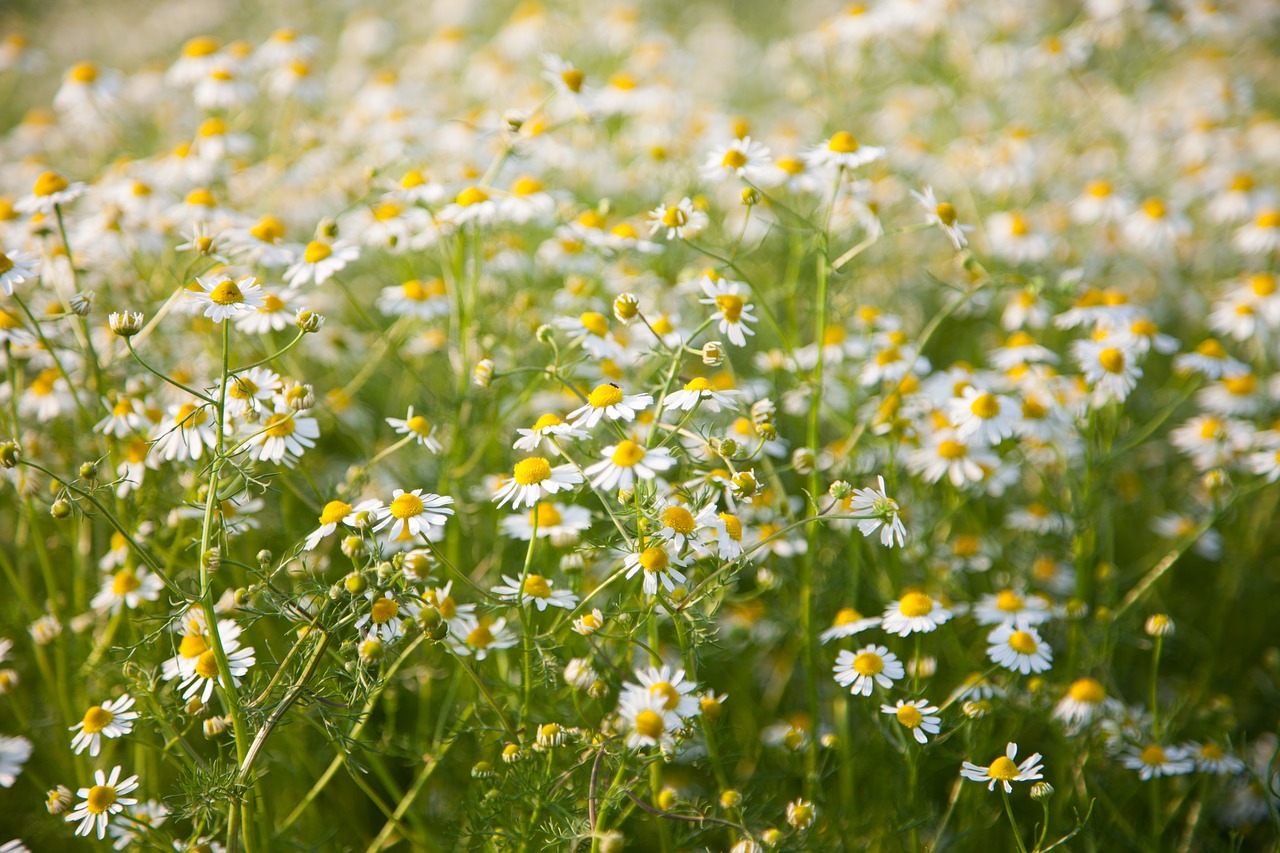 field  chamomile  white free photo