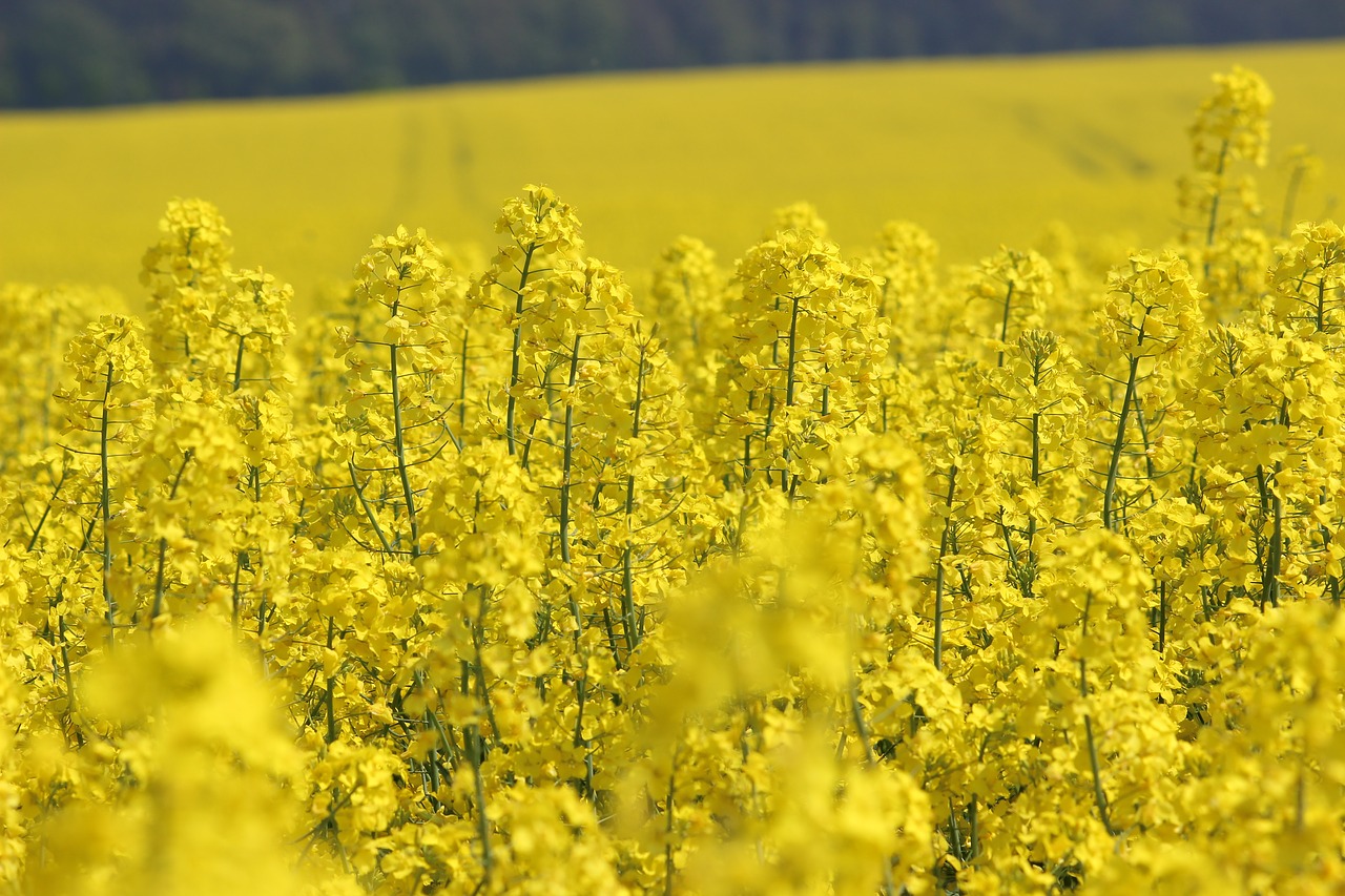 field  oilseed rape  blossom free photo