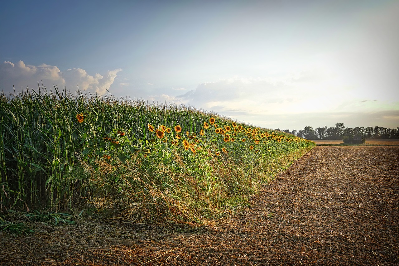 field  sunflower  arable free photo