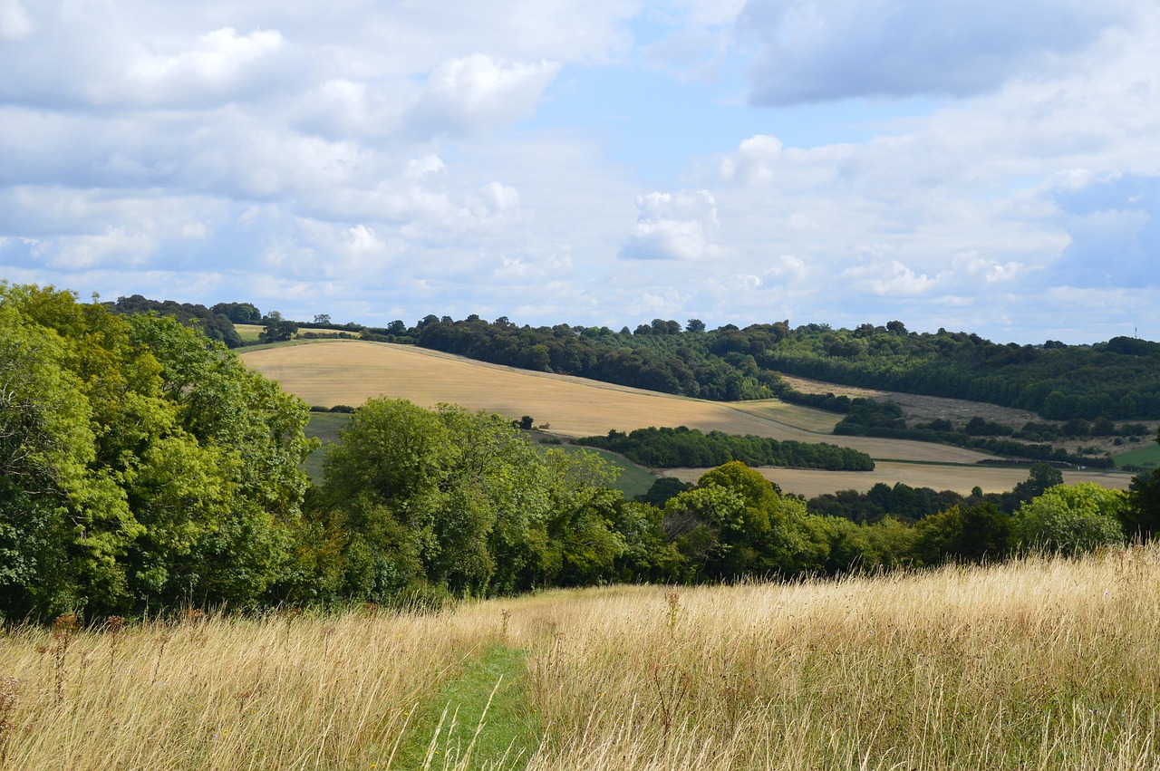 field  grass  sky free photo