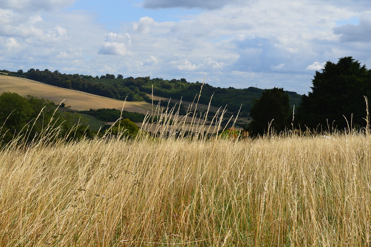 field  grass  sky free photo