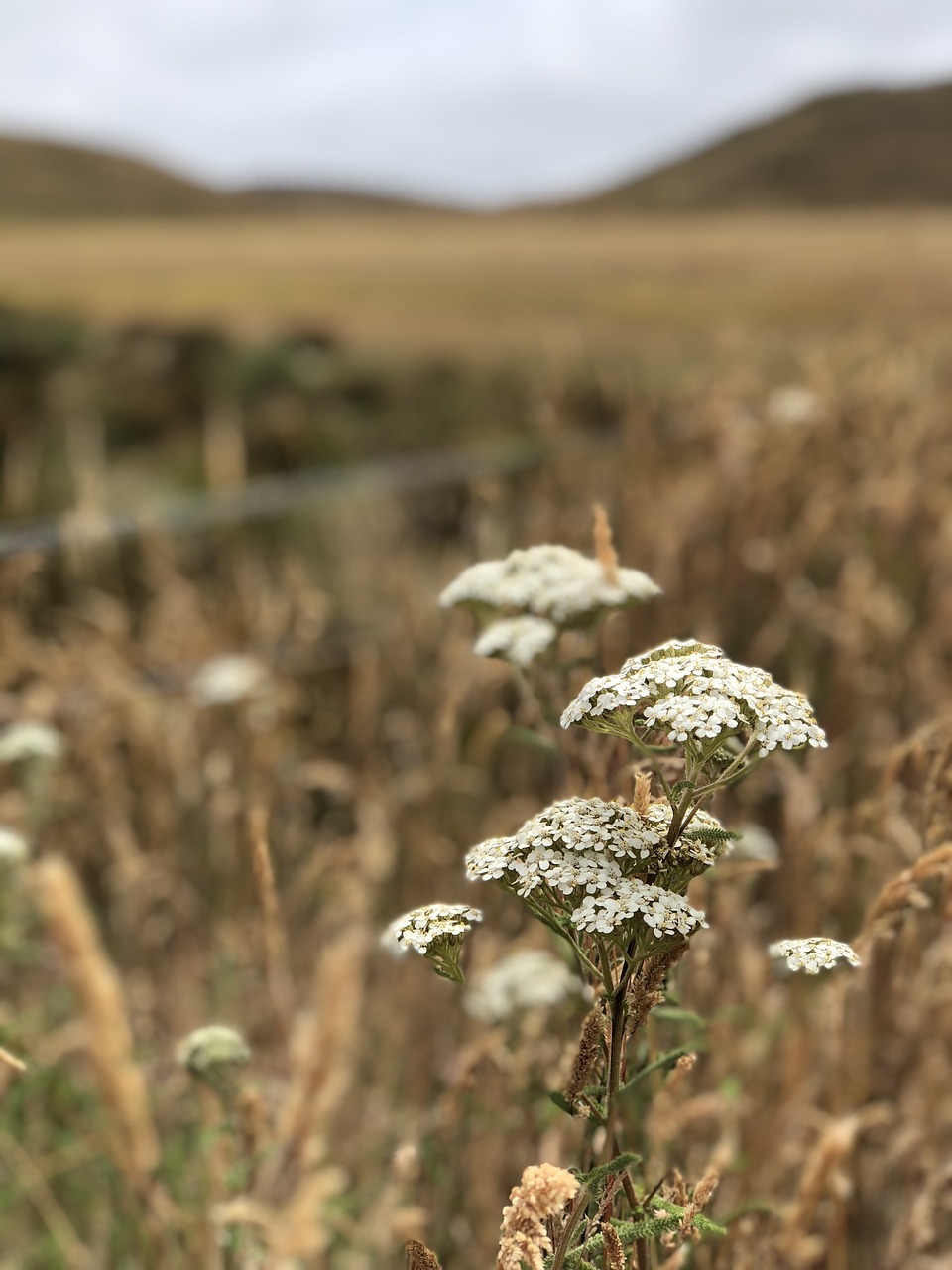 field  flower  nature free photo