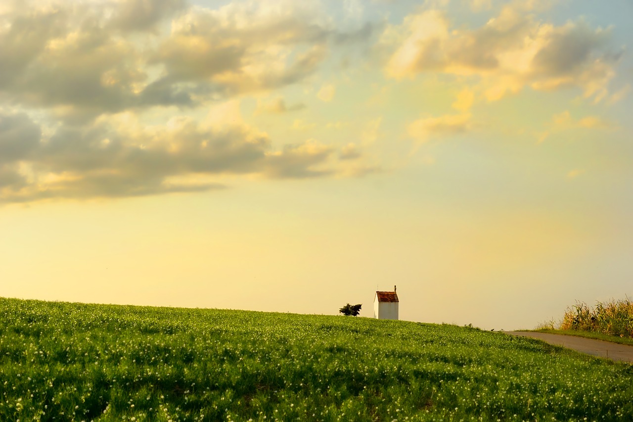 field  summer  green free photo