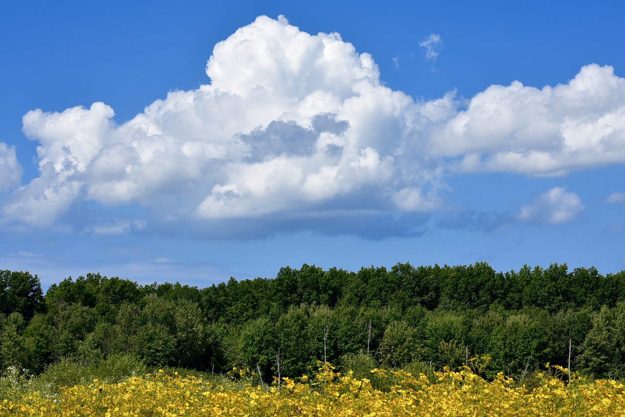 field  trees  clouds free photo