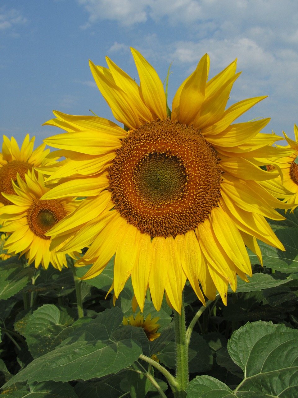 field  sunflower  flowers free photo