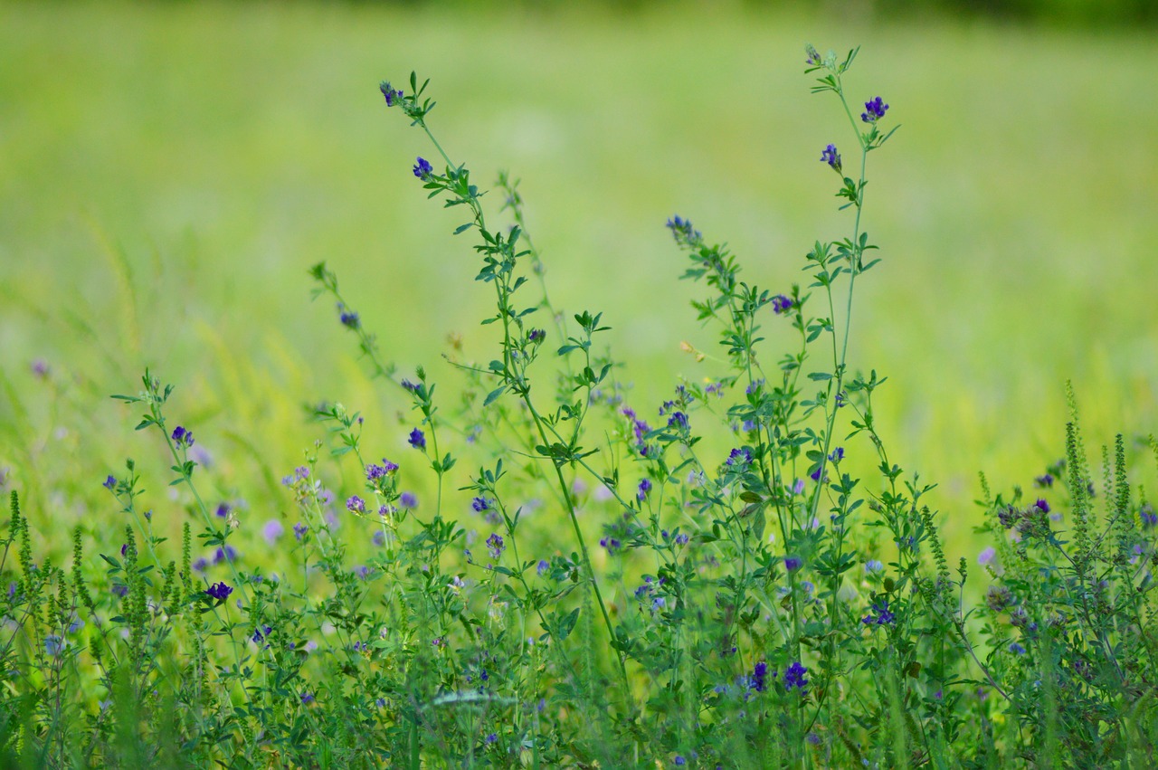 field  flower  meadow free photo