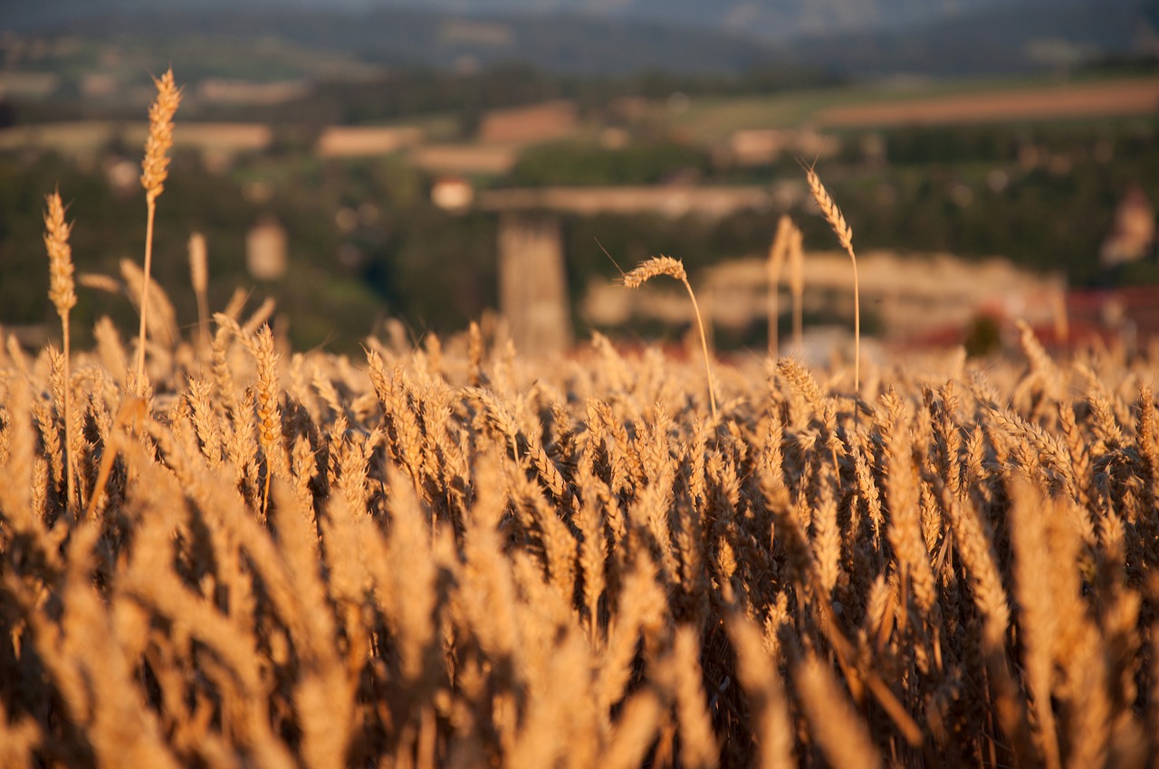 field  cereals  nature free photo