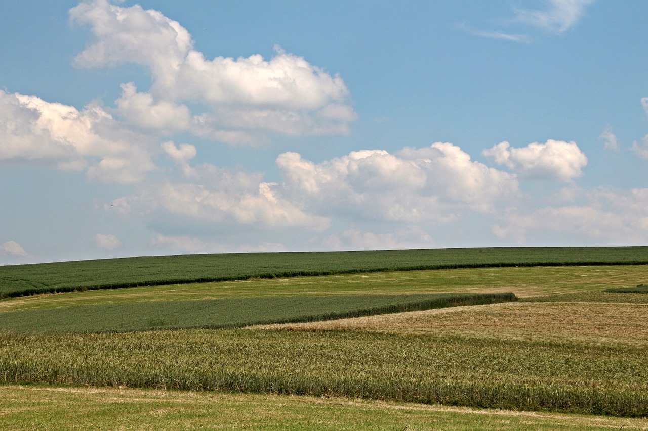 field cereals agriculture free photo