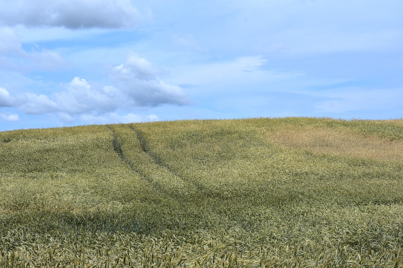 field  landscape  kaszuby free photo