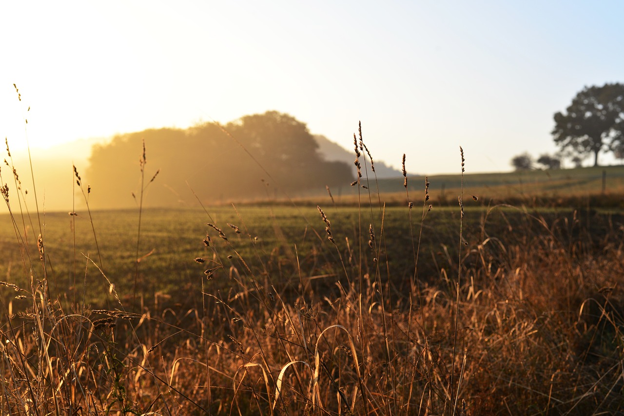 field  fog  foggy free photo