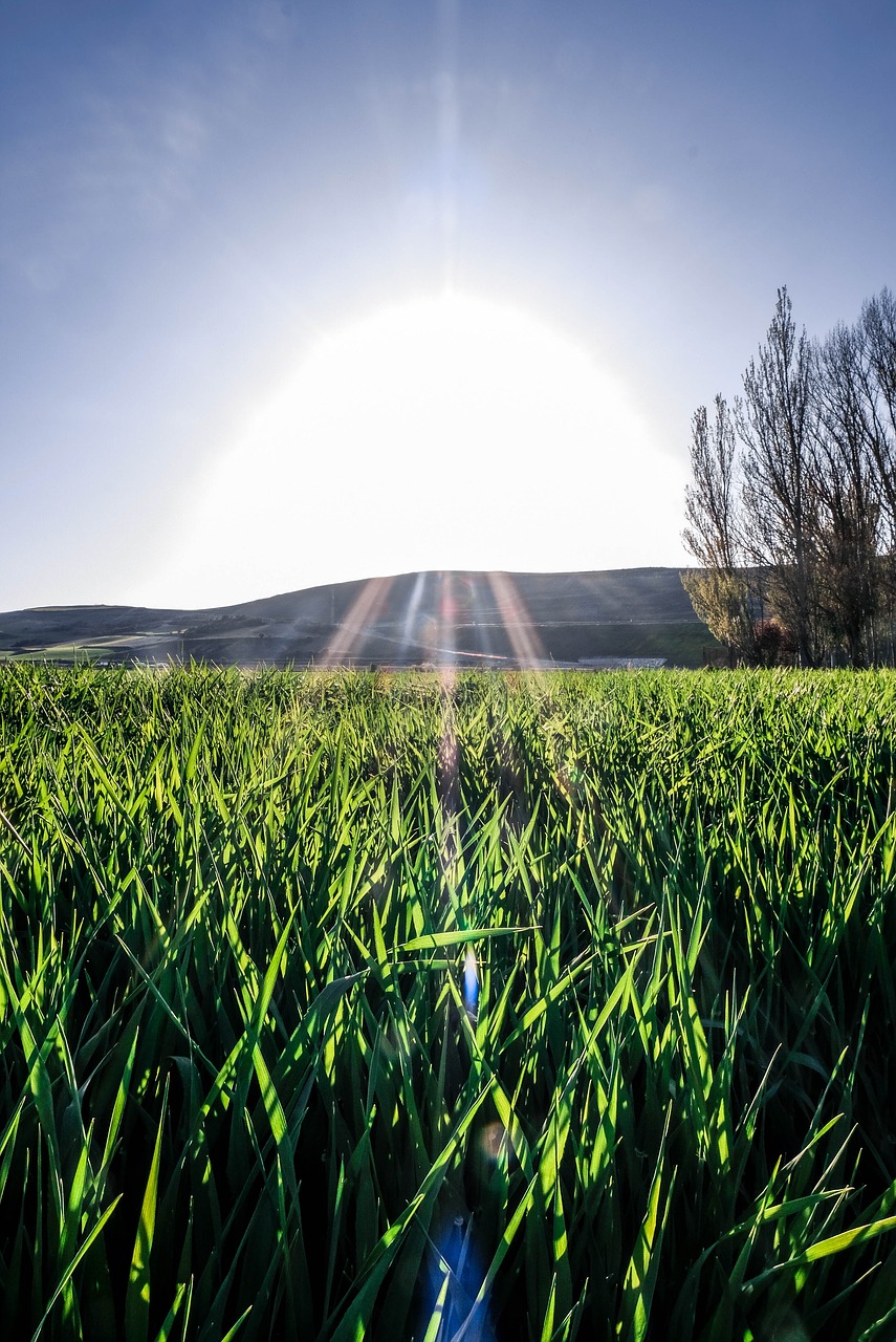 field  burgos  grass free photo