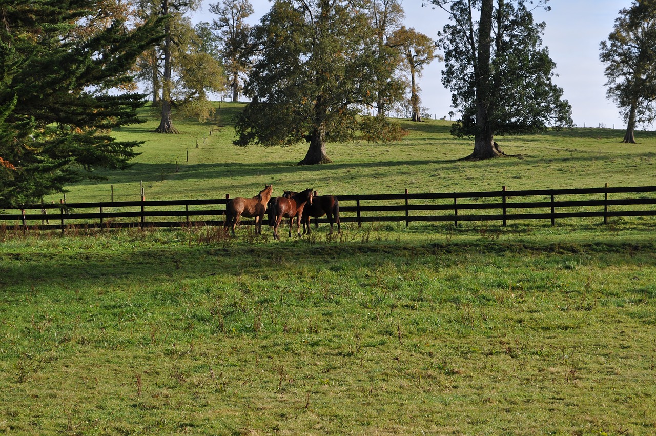 field  horses  nature free photo