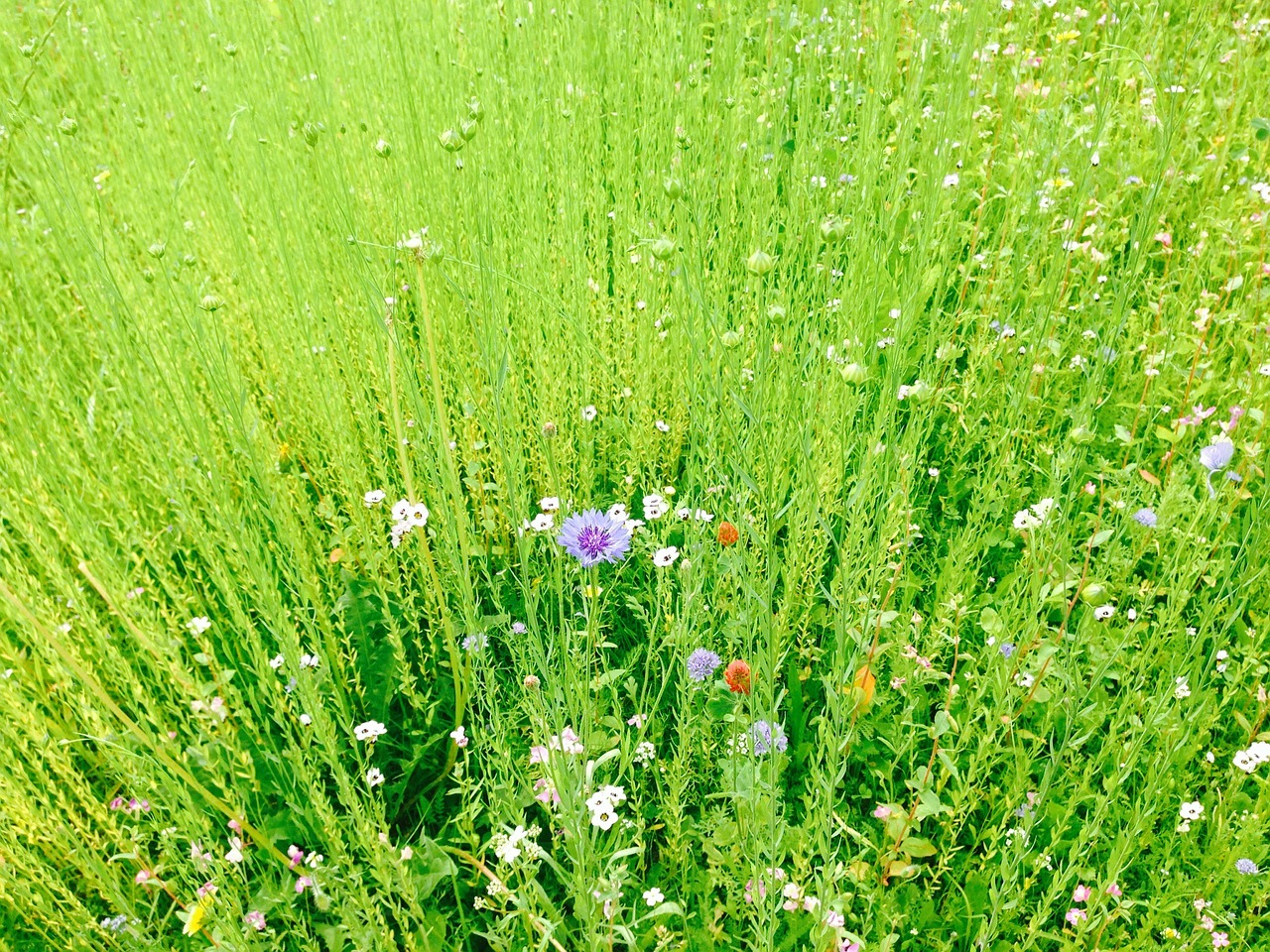 field meadow green free photo