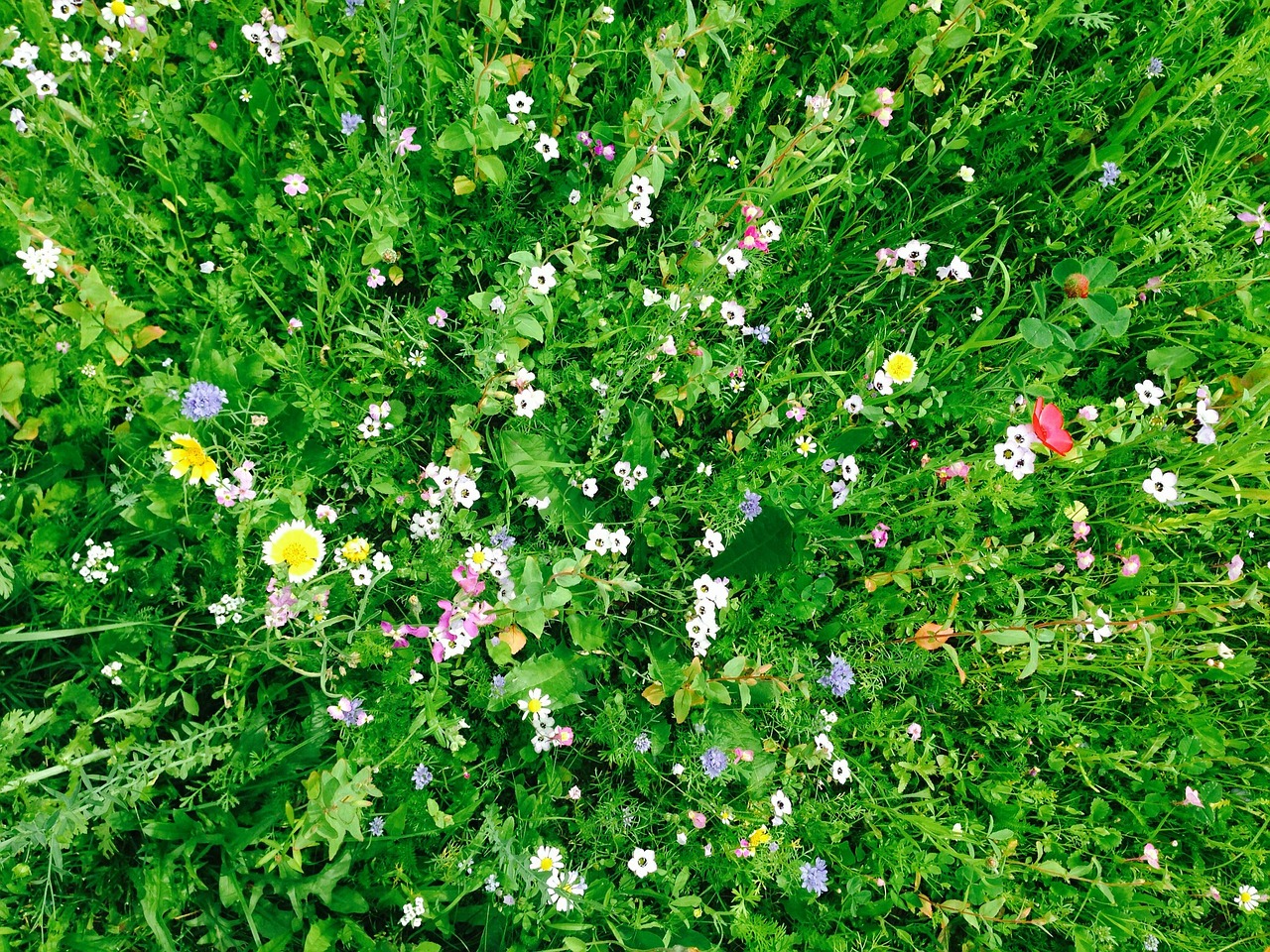 field meadow green free photo